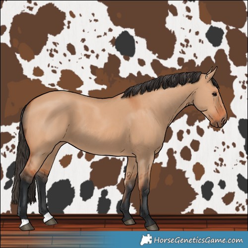 Horse Color:Bay Dun