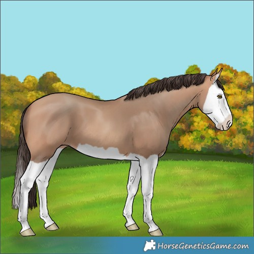 Horse Color:Amber Champagne Splash 