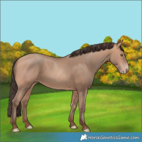 Horse Color:Amber Champagne 