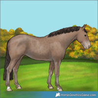 Horse Color:Classic Champagne 