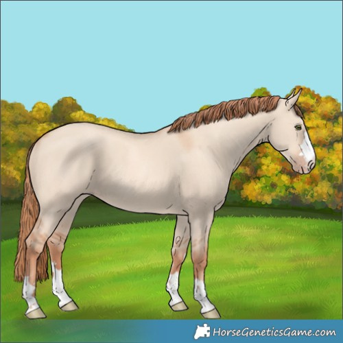 Horse Color:Gold Champagne Dun 