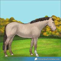Horse Color:Amber Champagne Dun