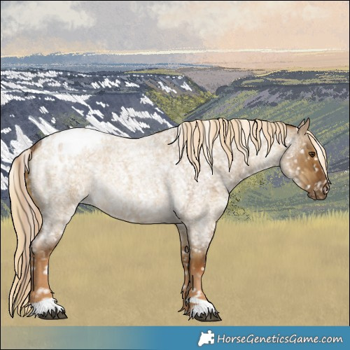 Horse Color:Chocolate Palomino Roan Dun Snowflake Varnish  and Chocolate Palomino Roan Dun Snowflake Varnish Rabicano 