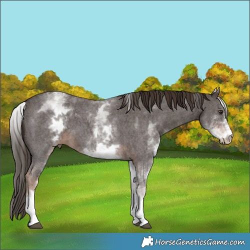 Horse Color:White Spotted Liver Chestnut Sabino 
