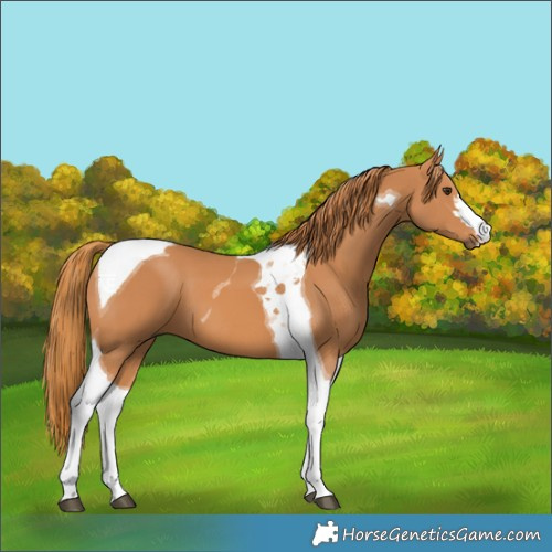 Horse Color:Chestnut Tobiano