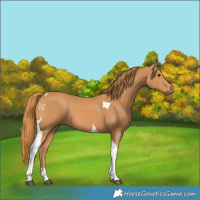 Horse Color:Chestnut Tobiano 
