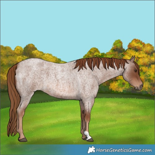 Horse Color:Red Roan 