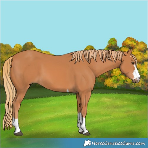 Horse Color:Chestnut 