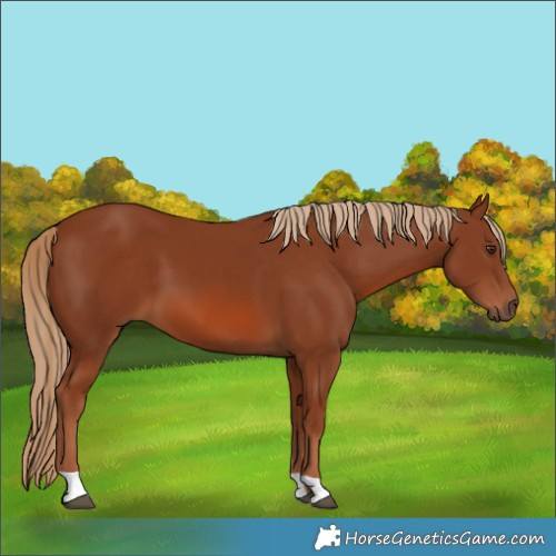 Horse Color:Chestnut 