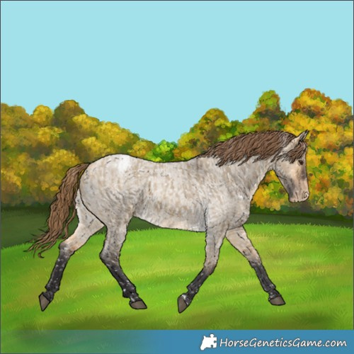 Horse Color:Buckskin Dun Snowflake Varnish  and Buckskin Roan Dun Snowflake Varnish 