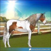 Horse Color:Chocolate Palomino Splash Tobiano Frame Rabicano 