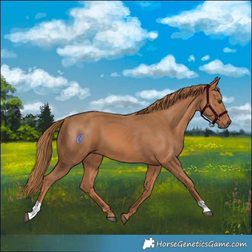 Horse Color:Chestnut 