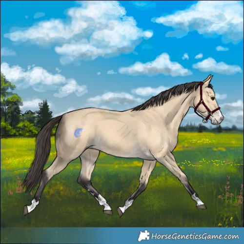 Horse Color:Buckskin
