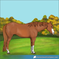 Horse Color:Chestnut 