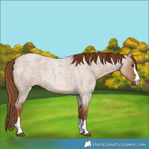 Horse Color:Red Dun Roan 