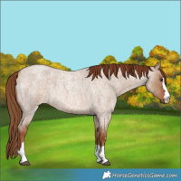 Horse Color:Red Dun Roan 