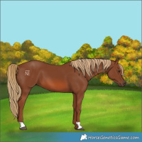 Horse Color:Chestnut 