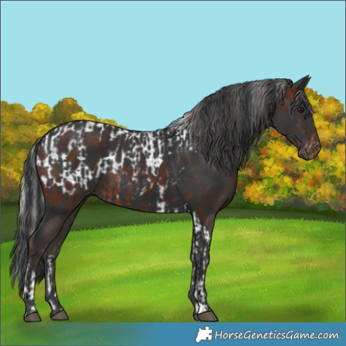 Horse Color:Silver Brown Tobiano Near Leopard  and Black 
