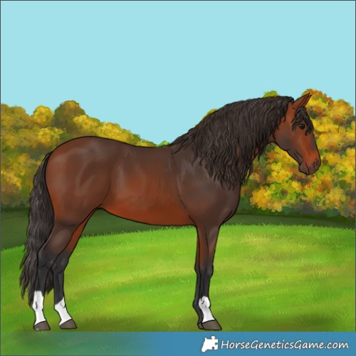 Horse Color:Bay 