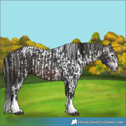 Horse Color:Gray Bay Sabino Splash Leopard and Gray Bay Sabino Splash