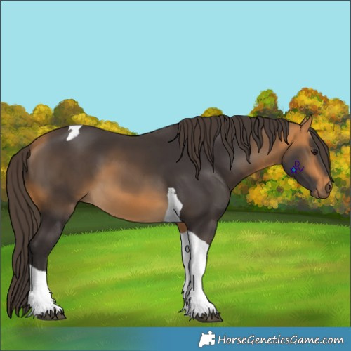 Horse Color:Buckskin Tobiano