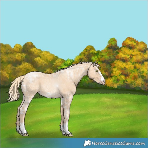 Horse Color:Gold Champagne Ice 