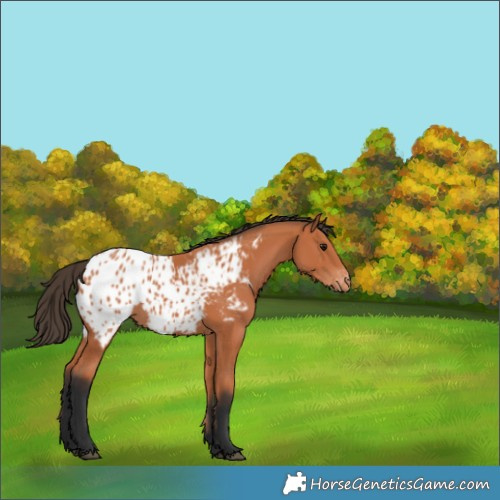 Horse Color:Bay Appaloosa 