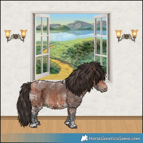 Horse Color:Bay Ice 