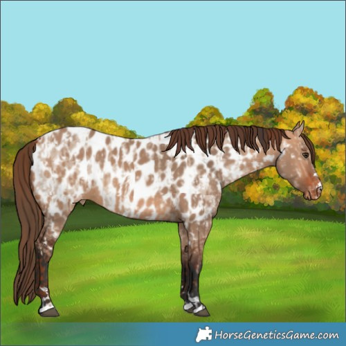 Horse Color:Red Dun Near Leopard  and Bay Dun Near Leopard 