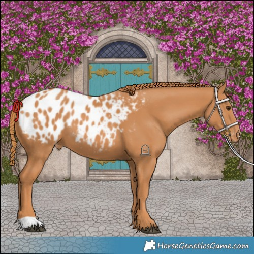 Horse Color:Chestnut Appaloosa