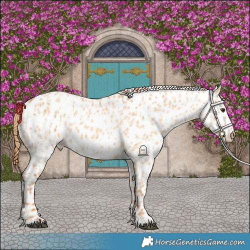 Horse Color:Red Dun Near Leopard  and Red Dun Frame Near Leopard 