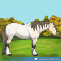 Horse Color:Buckskin Roan Blanket