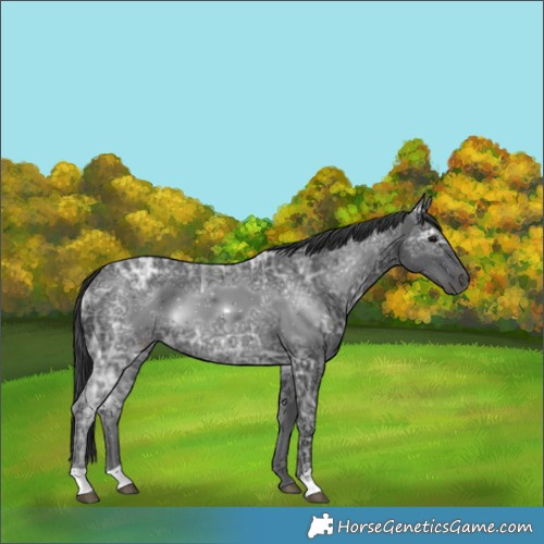 Horse Color:Black Ice