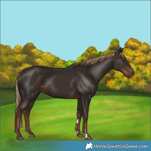 Horse Color:Liver Chestnut Rabicano 