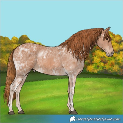 Horse Color:Chestnut Ice