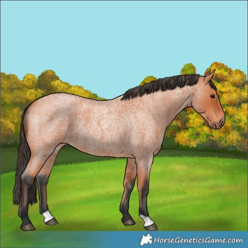Horse Color:Bay Roan 