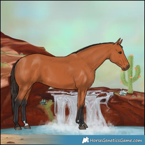 Horse Color:Bay Rabicano 