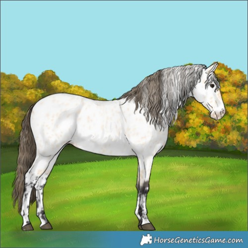 Horse Color:Buckskin Roan Near Leopard 