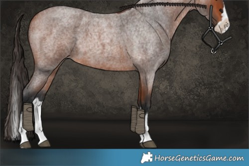 Horse Color:Bay Roan Splash