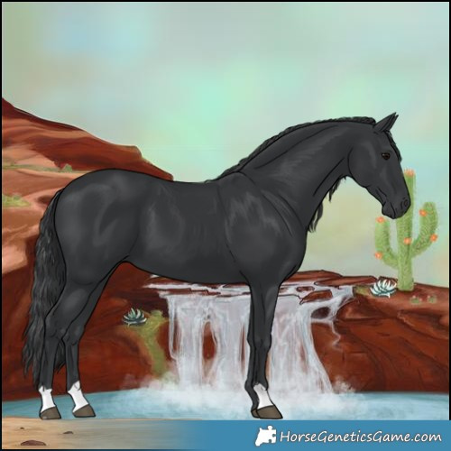 Horse Color:Black 