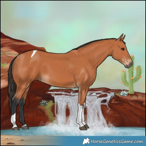 Horse Color:Bay Tobiano 