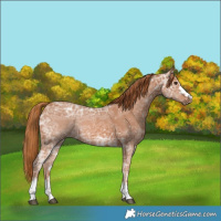 Horse Color:Chestnut Ice