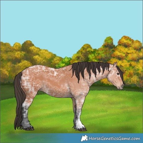 Horse Color:Bay Ice 