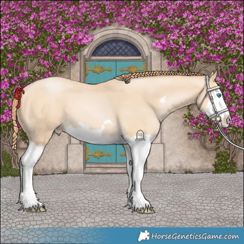 Horse Color:Buckskin Pearl Splash Frame