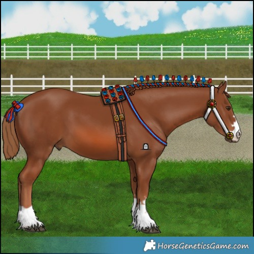 Horse Color:Chestnut 