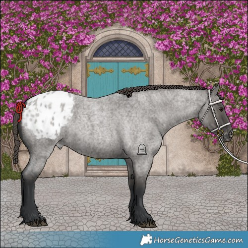 Horse Color:Grullo Roan Blanket 
