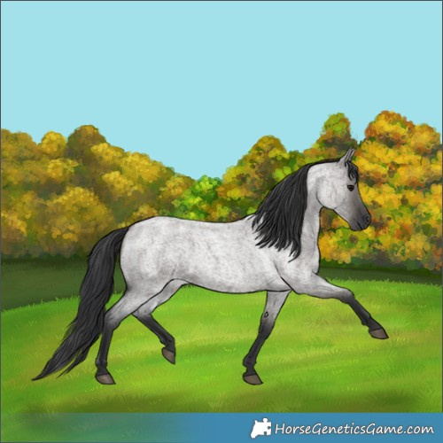 Horse Color:Grullo Roan