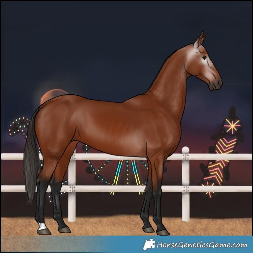 Horse Color:Gray Bay 