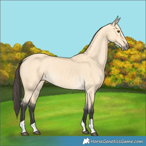 Horse Color:Buckskin Dun 