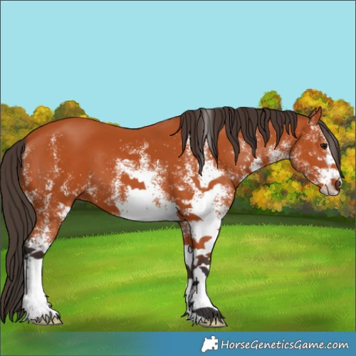 Horse Color:White Spotted Bay